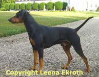 Hickson BURNING WINGS OF PHEONIX | German Pinscher 