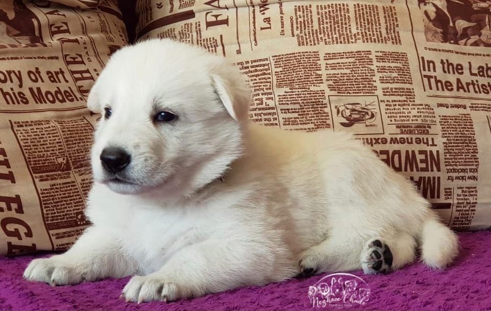 Nezhnoe Chudo Ot Big Hauz Theodore Drayzer | White Swiss Shepherd Dog 