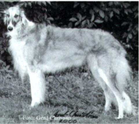 Aljaska Rusich | Borzoi 