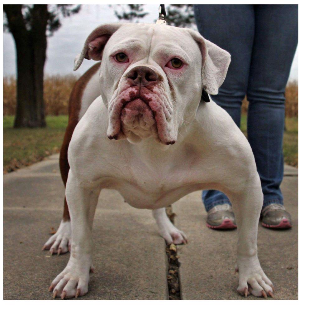 Evolution's Hit Girl | Olde English Bulldogge 