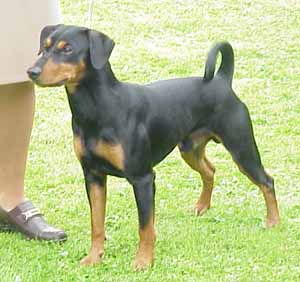 Lilla Enebys QING MICKEY MOUSE | German Pinscher 