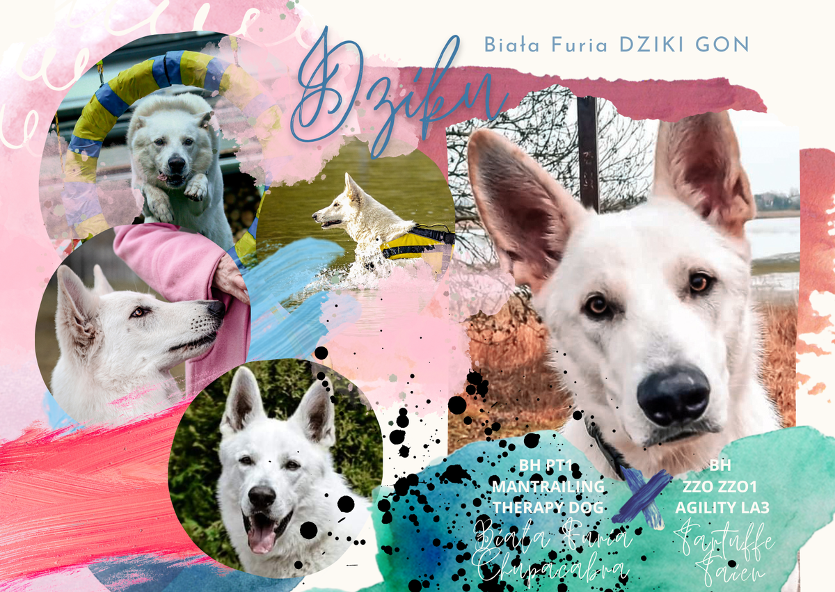 Biala Furia DZIKI GON | White Swiss Shepherd Dog 