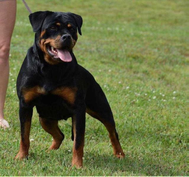 Klapna von haus Drazic | Rottweiler 