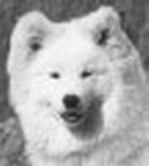 Dukat Joen Oswaldiana | Samoyed 