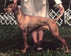 Riverbend Deacon's Dandy | Hungarian Vizsla 