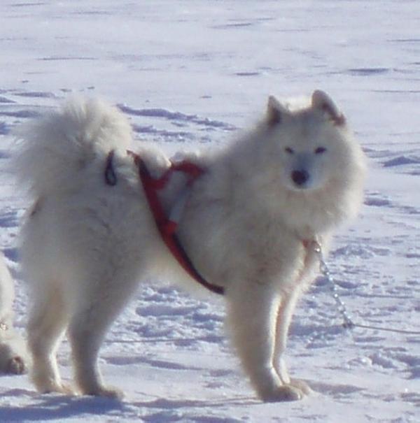 Orkdomain's NWPassage T'Prairie | Samoyed 