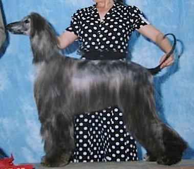 Kasban Sirae' Heaven Sent | Afghan Hound 