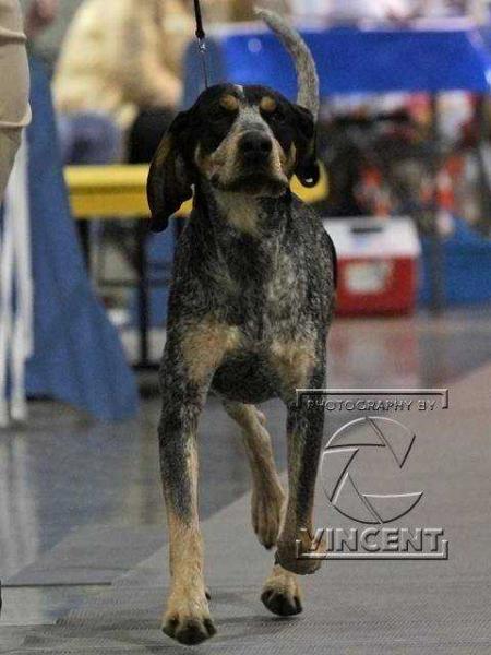 Evenstar Devil's Advocate | Bluetick Coonhound 