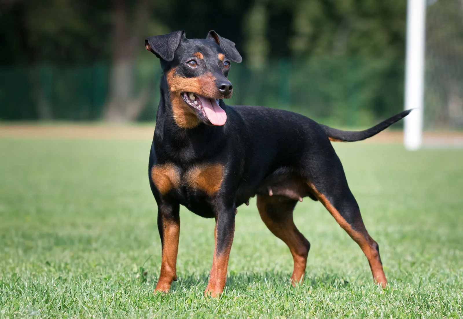 German Shepherd