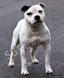 Crossguns Black Eyed Pea at Staffwize | Staffordshire Bull Terrier 