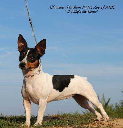 Puncheon Pride's Zoe Of AHK | Teddy Roosevelt Terrier 