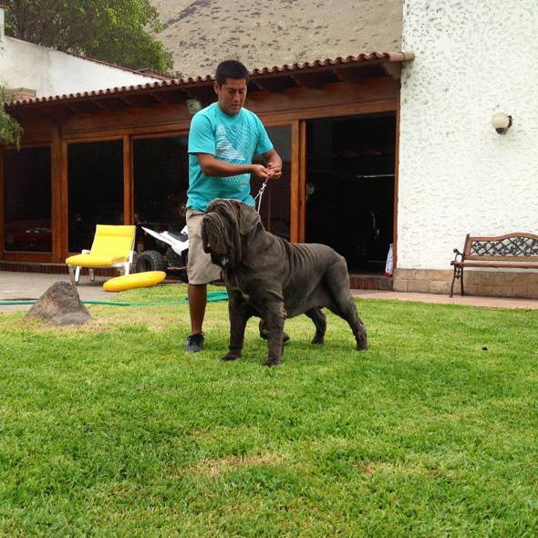 Edragron de Alikmiskiyacu | Neapolitan Mastiff 