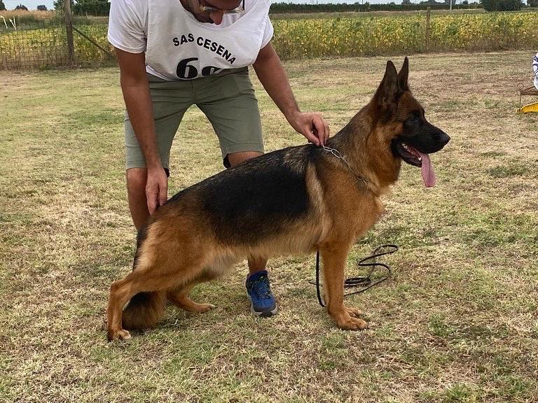 Princess di Casa Nobili | German Shepherd Dog 