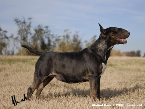 Asin Darkness | Bull Terrier 