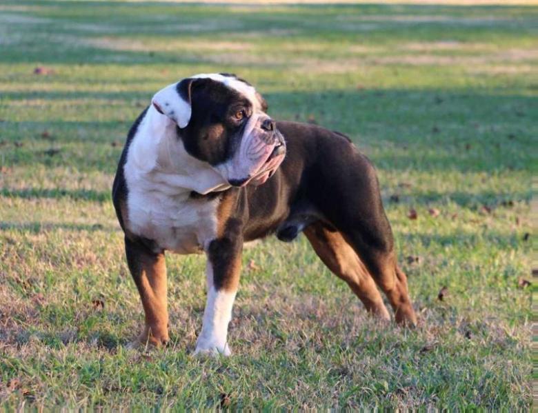 Mocha Magic's Big Daddy By Brickhouse Bullies | Olde English Bulldogge 