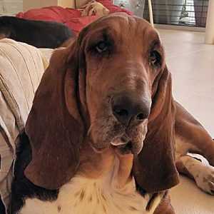 Black Beauty The Paradisehound | Basset Hound 