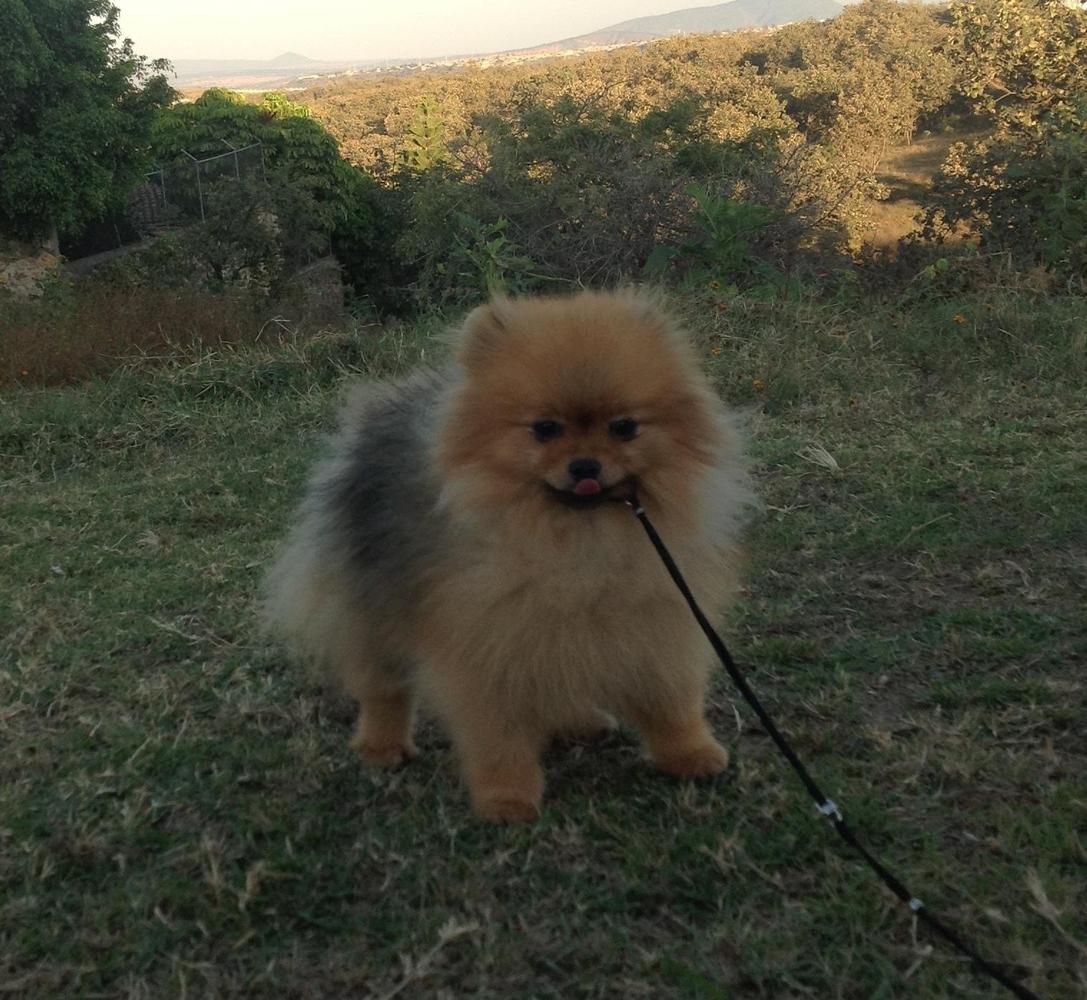 ODIN (ROJAS) | Pomeranian 