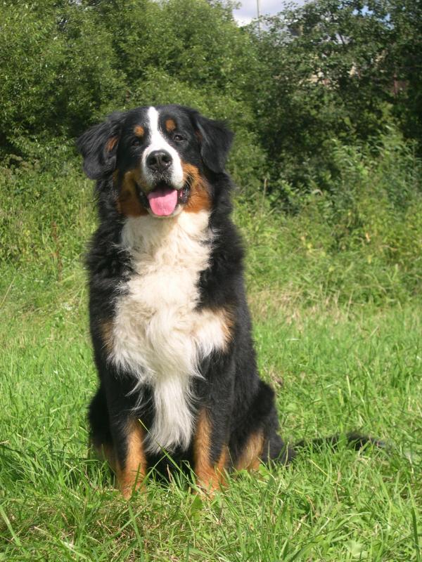 Marsela iz Blagorodnogo Doma | Bernese Mountain Dog 