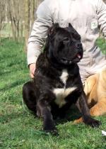 IGOR DEGLI ELMI | Cane Corso 