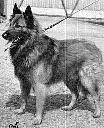 Phurax du Parc de l'Hay | Belgian Tervuren 