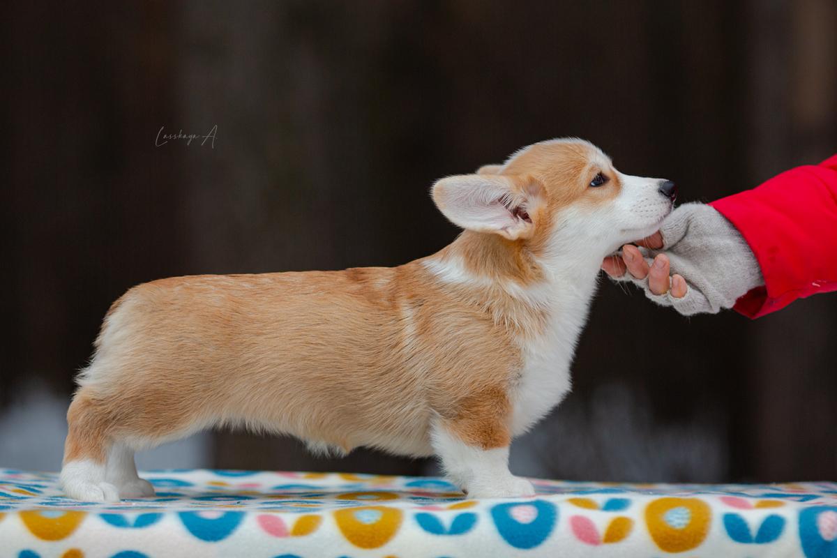 Almare Fea Ariadna | Pembroke Welsh Corgi 