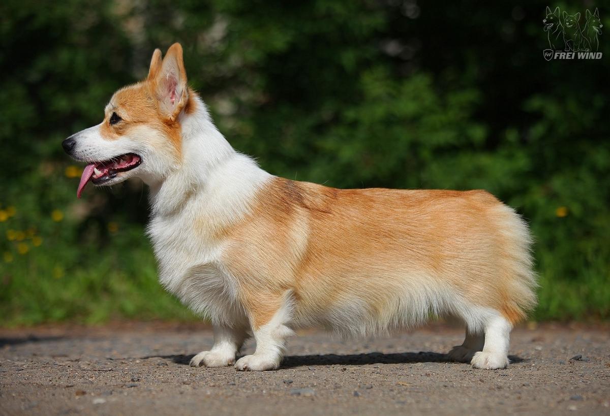 Frei Wind Nicole | Pembroke Welsh Corgi 