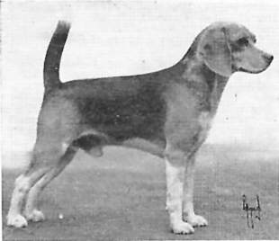 Colton's Coldstream | Beagle 