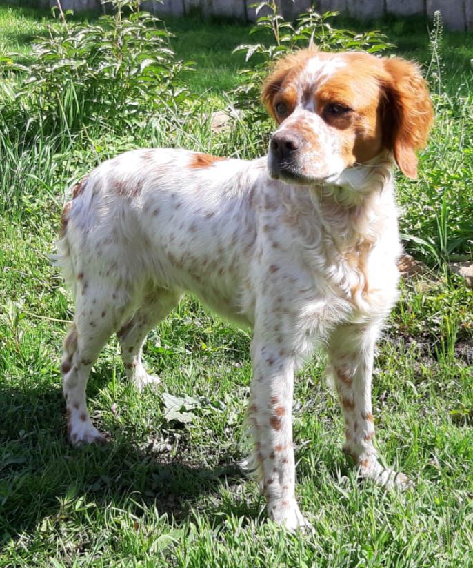 NITRA del Cuore Grande | Brittany 