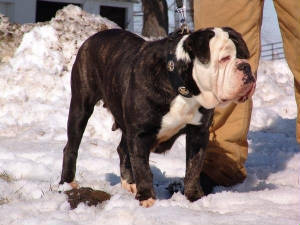 Bullspride Panda Girl | Olde English Bulldogge 