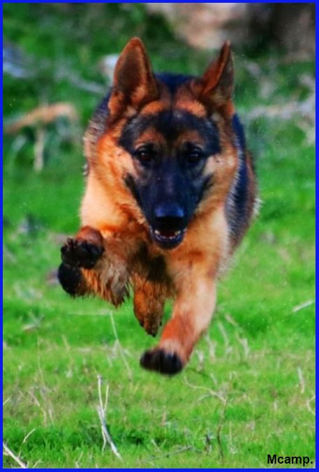 Victoria de Casa-Sauce | German Shepherd Dog 