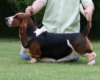 Essence Br Lake Park | Basset Hound 