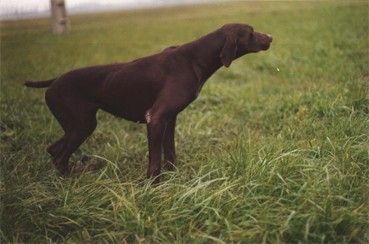 Phyle du Clos des Morandes | German Shorthaired Pointer 