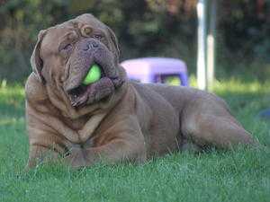 Cymrygold The Sting at Gammorreon (AI) | Dogue de Bordeaux 