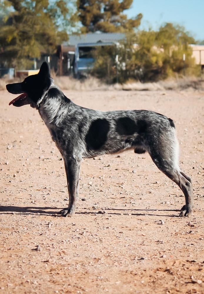 DSH's Bruce | Australian Cattle Dog 