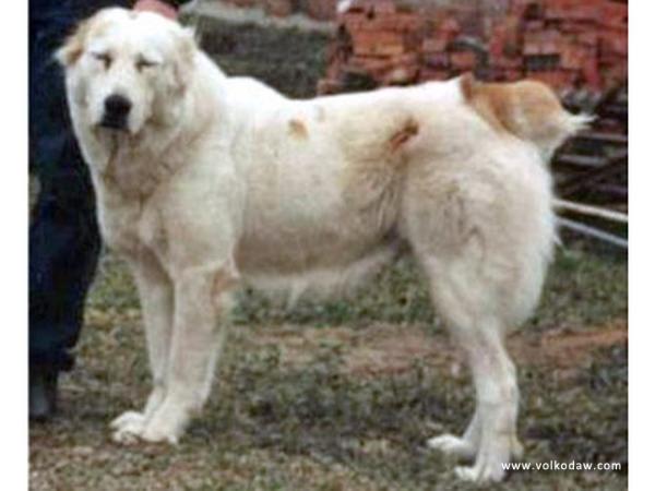 Porcha | Central Asian Shepherd Dog 