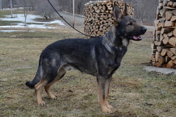 Tazer Vom Ron | German Shepherd Dog 