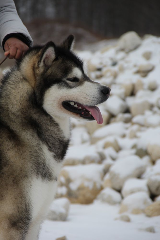 Bearhug's Dragon Rider | Alaskan Malamute 