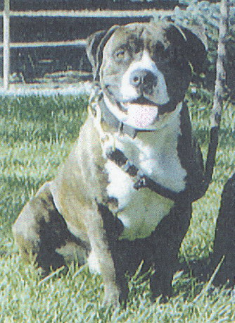 Fontaine's Max | American Pit Bull Terrier 