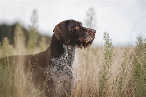 Slovakian Wirehaired Pointer
