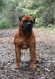 StarrDog's Kingston Horton | Bullmastiff 