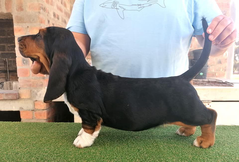 Bassefied Isabella | Basset Hound 