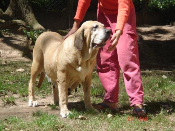 ELLE DO BORGHETTO | Fila Brasileiro 