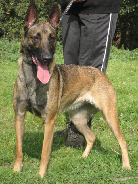 Babette de Lilo Pyrrhate | Belgian Malinois 
