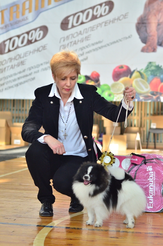 Roshy Royal Flush Parti | Pomeranian 