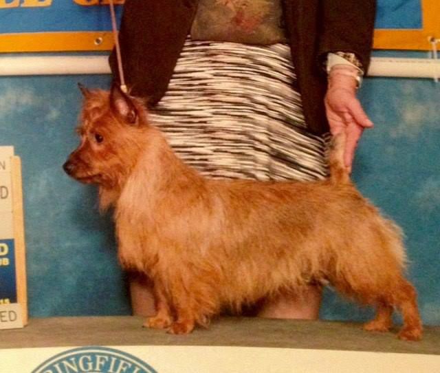 Samabel Diamond In The Ruff | Australian Terrier 