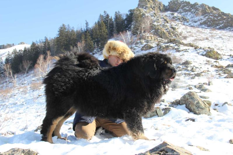Kharsor Noma | Tibetan Mastiff 