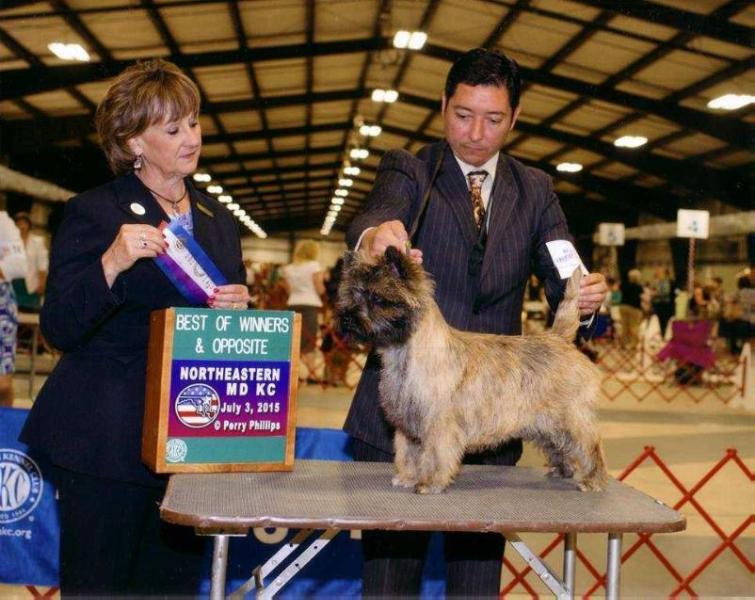 CALEDONIAN FERGUSON OF WOLFPIT | Cairn Terrier 