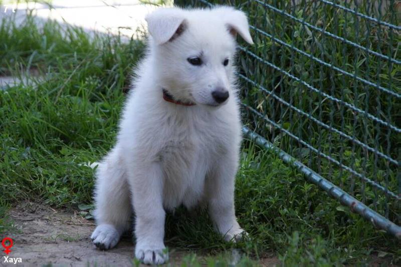 Xaya la Blankpapilio | White Swiss Shepherd Dog 