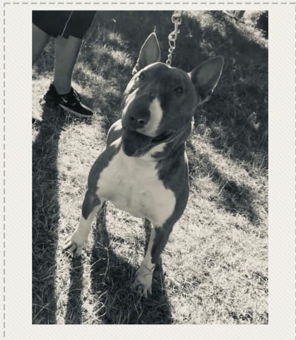 Magma´s Sheriff | Bull Terrier 