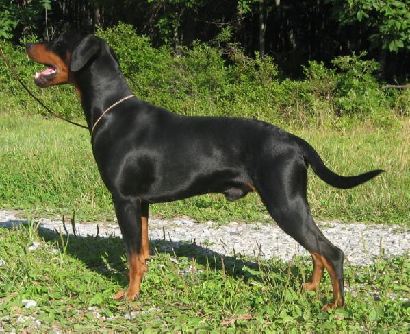 Rivendells EMIR | German Pinscher 